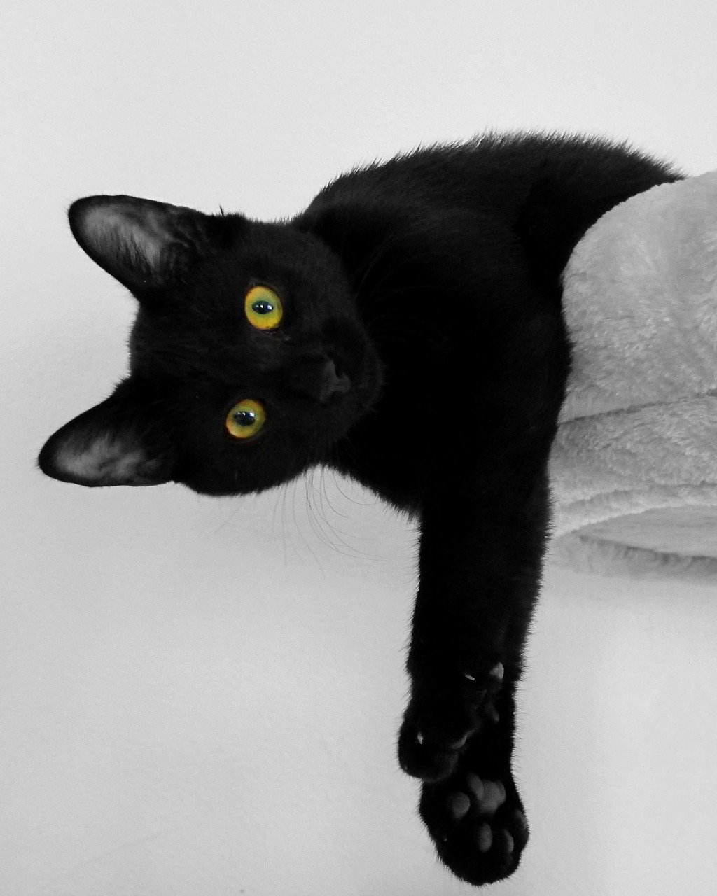black.cat