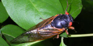 Photo of a Brood X cicada